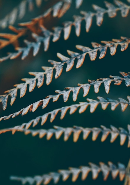 brown fern leaf 