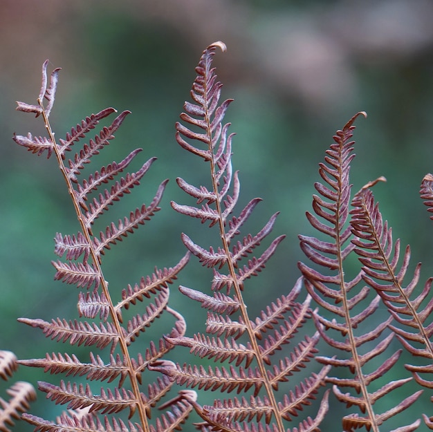 brown fern leaf