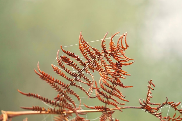 茶色のシダ植物の葉