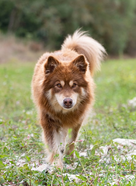 Brown Finnish Lapphund walking in the nature