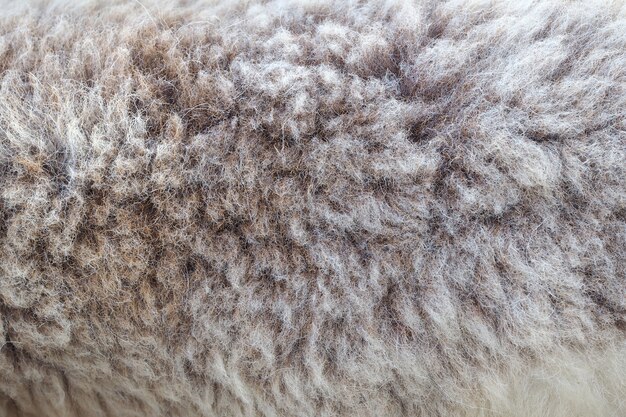 Brown fleece texture background, sheep