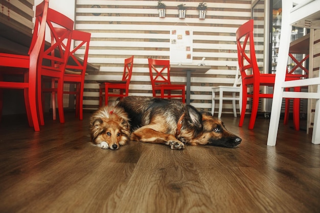 犬が横たわっている茶色の床