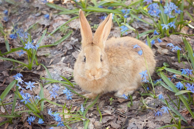 青い花の牧草地に茶色のふわふわバニー。小さな装飾的なウサギは屋外の緑の芝生に行きます