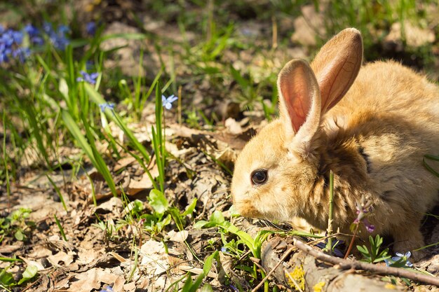 青い花の牧草地に茶色のふわふわバニー。小さな装飾的なウサギは屋外の緑の芝生に行きます