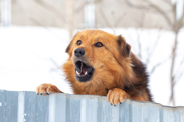 Un cane marrone lanuginoso sta sulle zampe posteriori e guarda fuori da dietro una recinzione in inverno