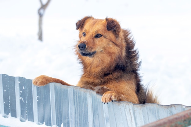 A brown fluffy dog stands on its hind legs and looks out from behind a fence in winter