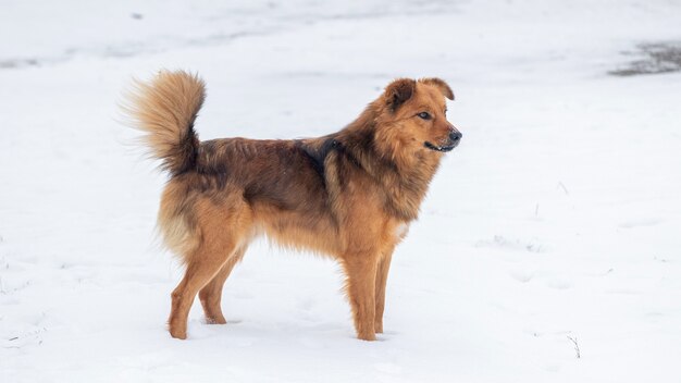 Brown fluffy dog stands in the snow in winter