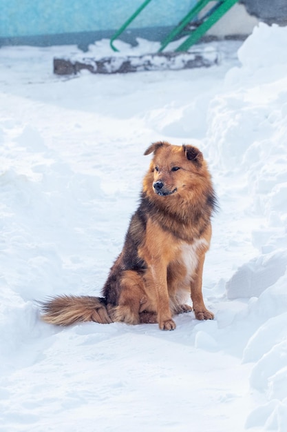 Коричневая пушистая собака зимой сидит на снегу
