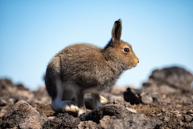 긴 귀와 큰 주황색 눈을 가진 갈색 푹신한 모피 토끼. 야생의 장면.