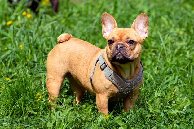 A brown french bulldog standing in a field