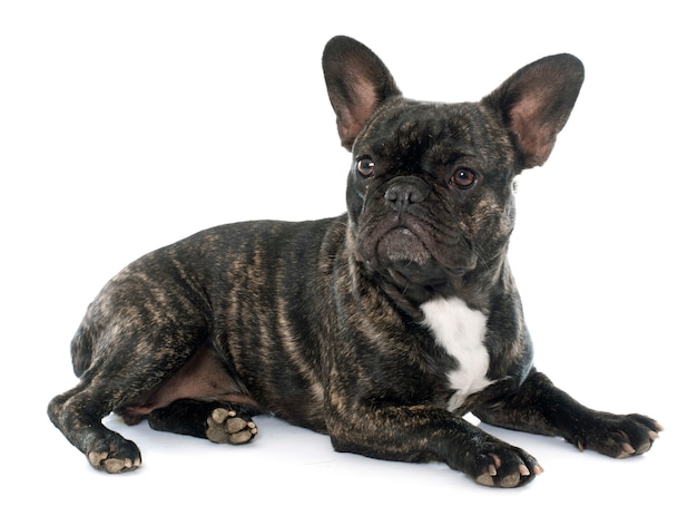 brown french bulldog