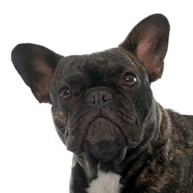 brown french bulldog