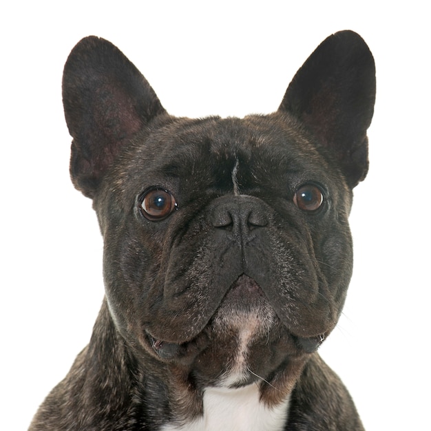 brown french bulldog