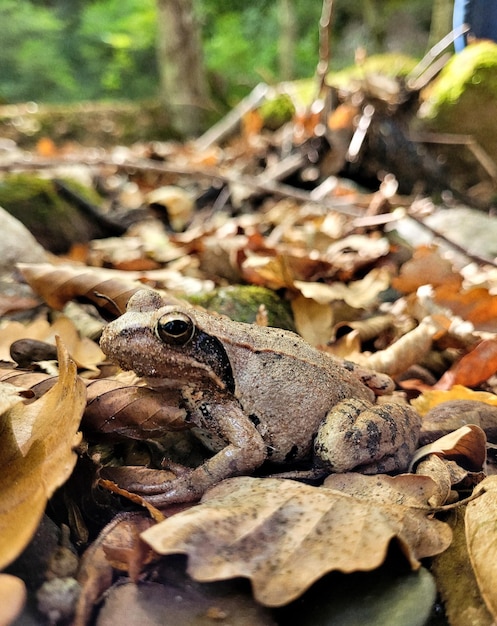 a brown frog hid against the background of autumn foliage