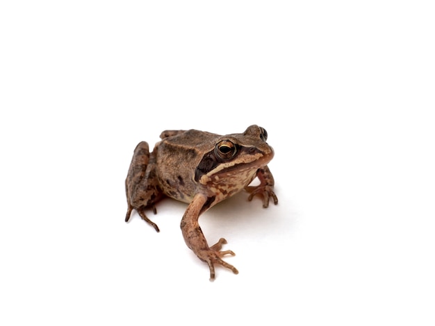 Brown frog on a white, isolated background.