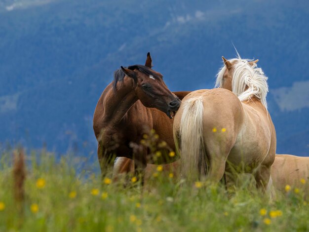 Foto ritratto di cavallo divertente marrone