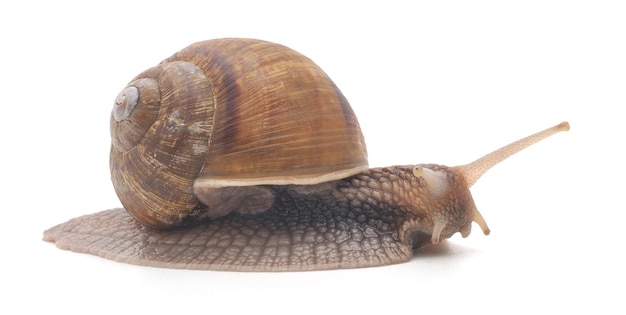 Brown garden snail on a white background