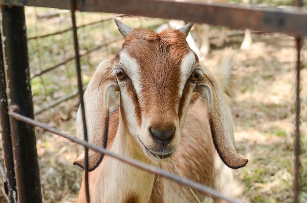 Brown goat in cage