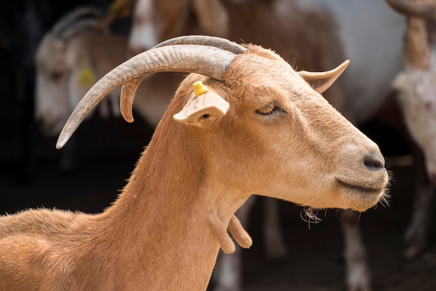 Brown goat in the farm