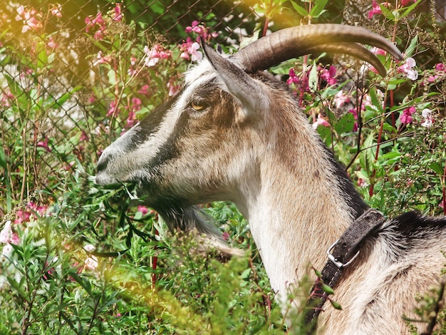 Capra marrone nel campo capra marrone e bianca inginocchiata sull'erba verde