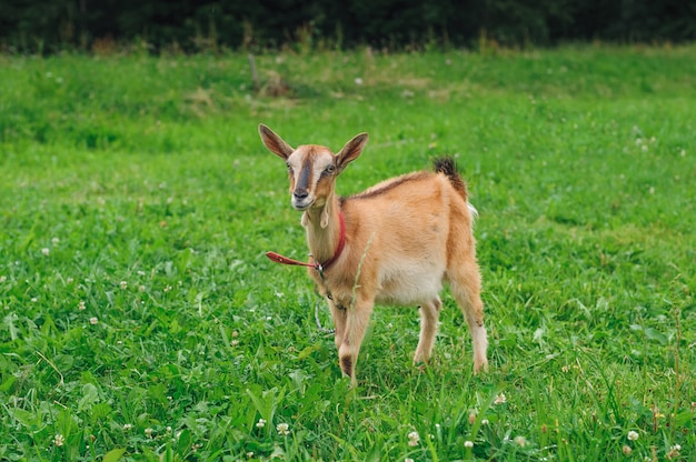 Brown goat on lawn