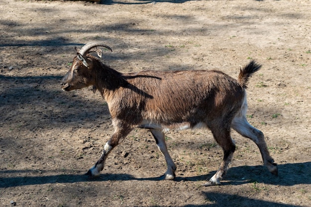 Brown goat walking around the pen