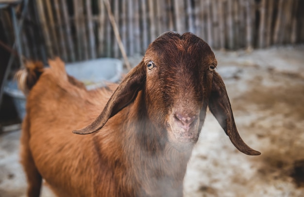 Brown goat in winter farm.