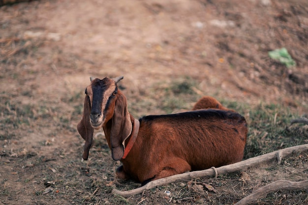 A brown goat with a black face
