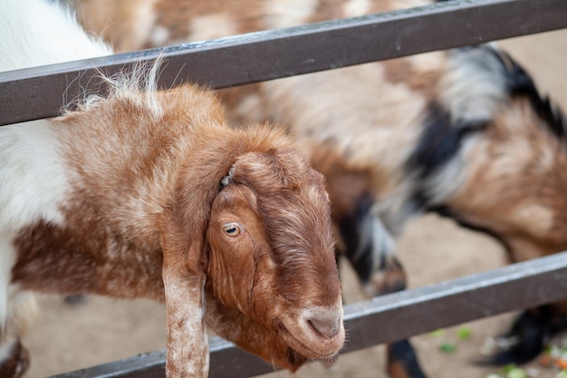 A brown goat with long ears looks over the fence and people feed it. Nubian breed of goat.