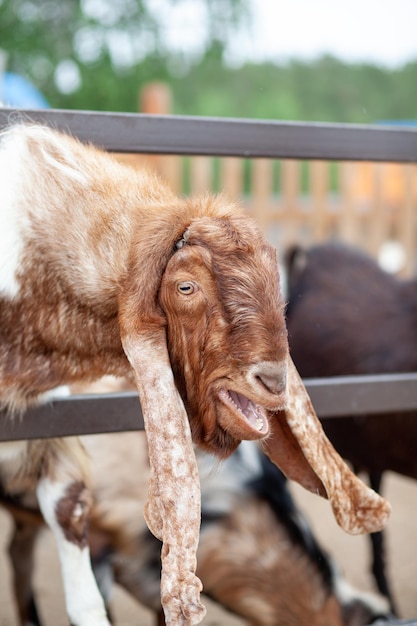 A brown goat with long ears looks over the fence and people feed it. Nubian breed of goat.