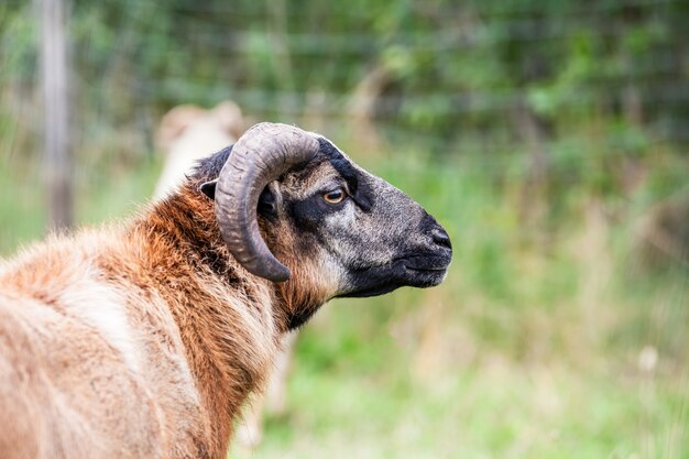 An brown goat