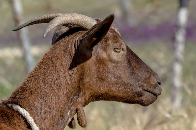 Brown goat