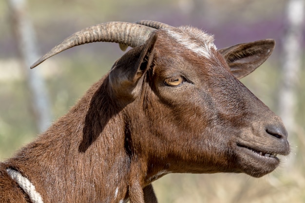 Brown goat