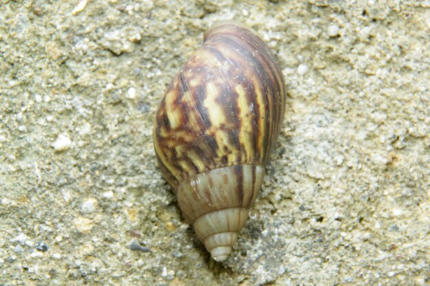 A brown and gold snail is on the sand.