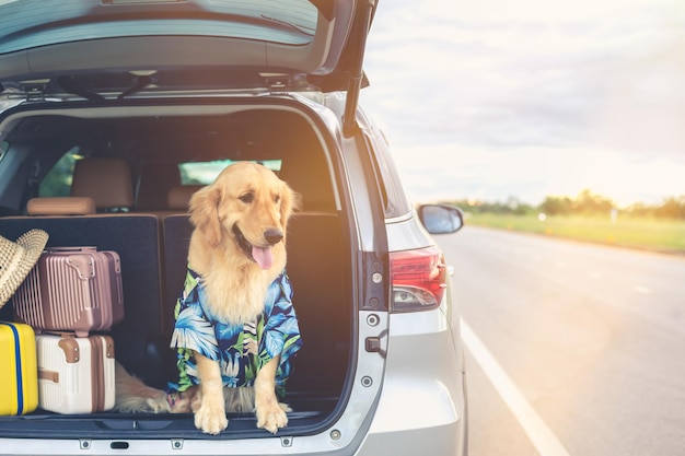 Brown Golden Retriever sitting on the ground beside yellow luggage and blur of car background Ready or preparing to travel concept