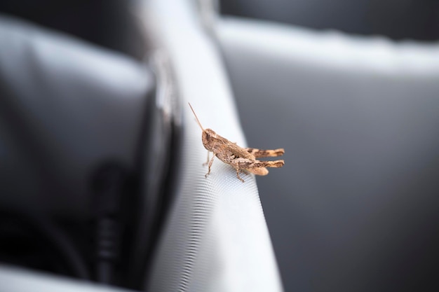 Brown grasshopper It is located on the photographer's bag