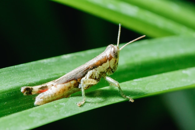 Brown grasshopper on leaves in nature.