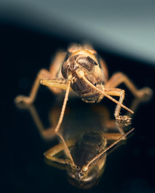 Brown grasshopper reflected on a black surface