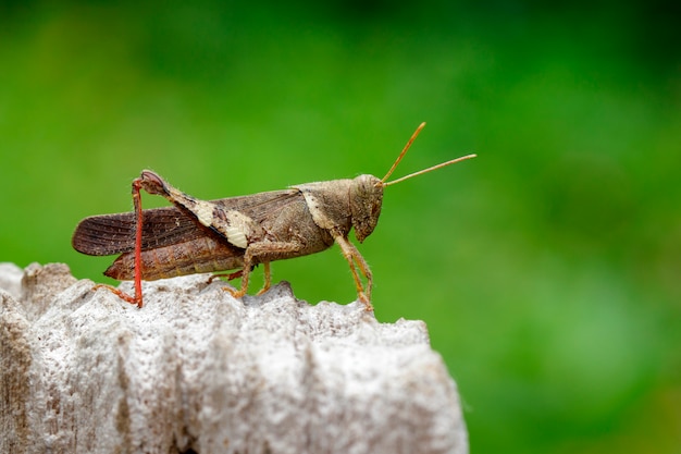 Brown grasshopper on stump. insect. animal.