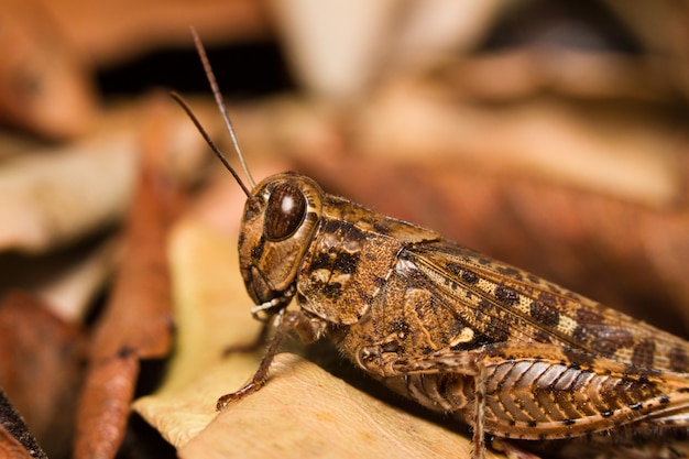 Brown grasshopper