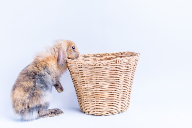 Brown and gray furry rabbit with a wicker basket