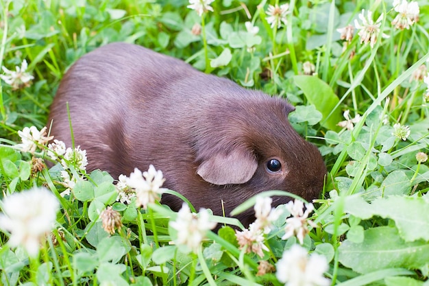 Photo brown guinea pig on the green grass on a summer day