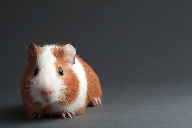 A brown guinea pig on grey background