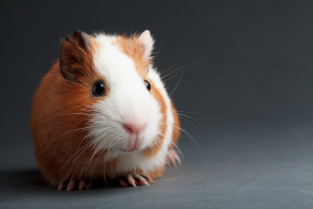 A brown guinea pig on grey surface