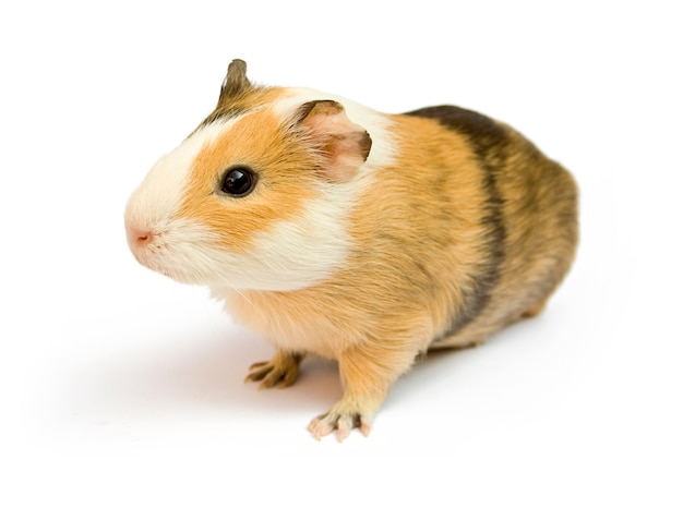 Brown guinea pig on white isolated