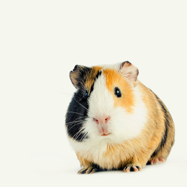 Brown guinea pig on white isolated