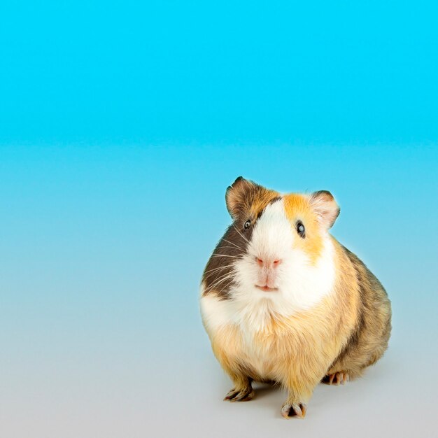 Brown guinea pig on white isolated