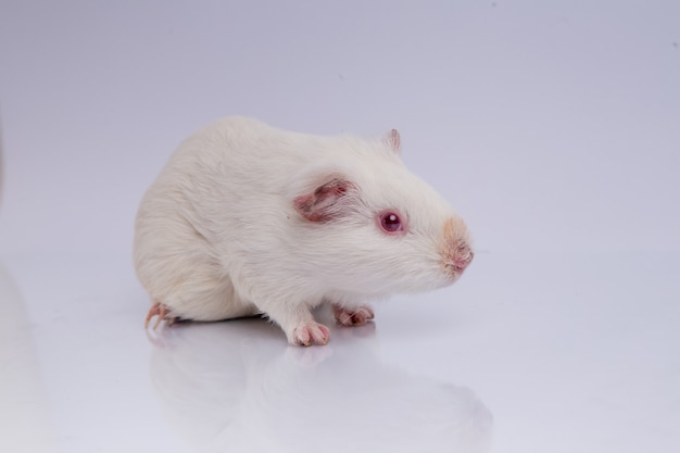 Brown guinea pig on white isolated