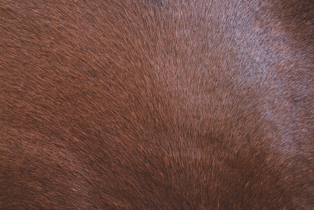 Brown hair texture