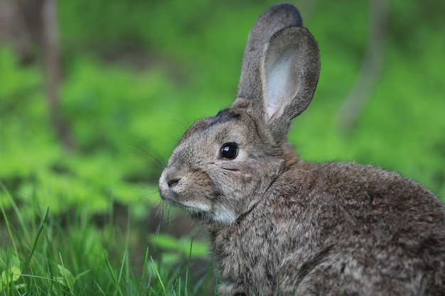 brown hare in the grass